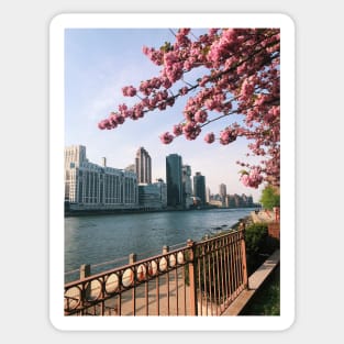 Roosevelt Island NYC Cherry Blossoms Sticker